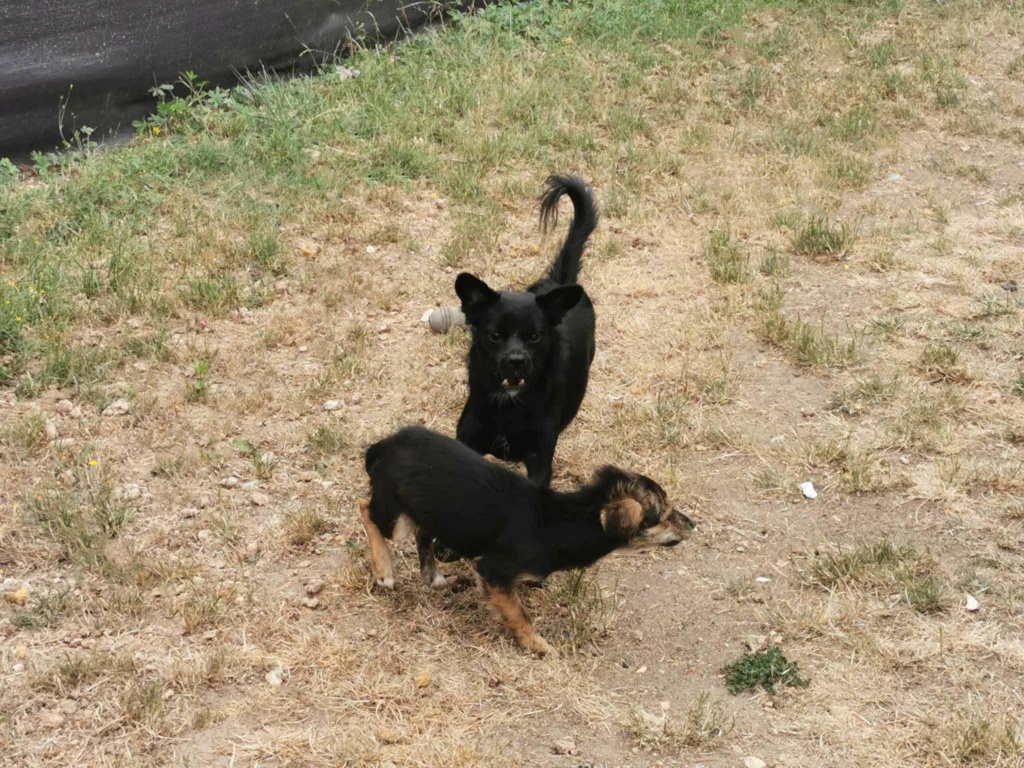 MIYA (ex MIRACLE) - Chiot femelle croisée de petite taille à l'âge adulte - Née environ en Janvier 2023 - Adoptée par Kyan et Anne en France ( dpt 28) 36208910