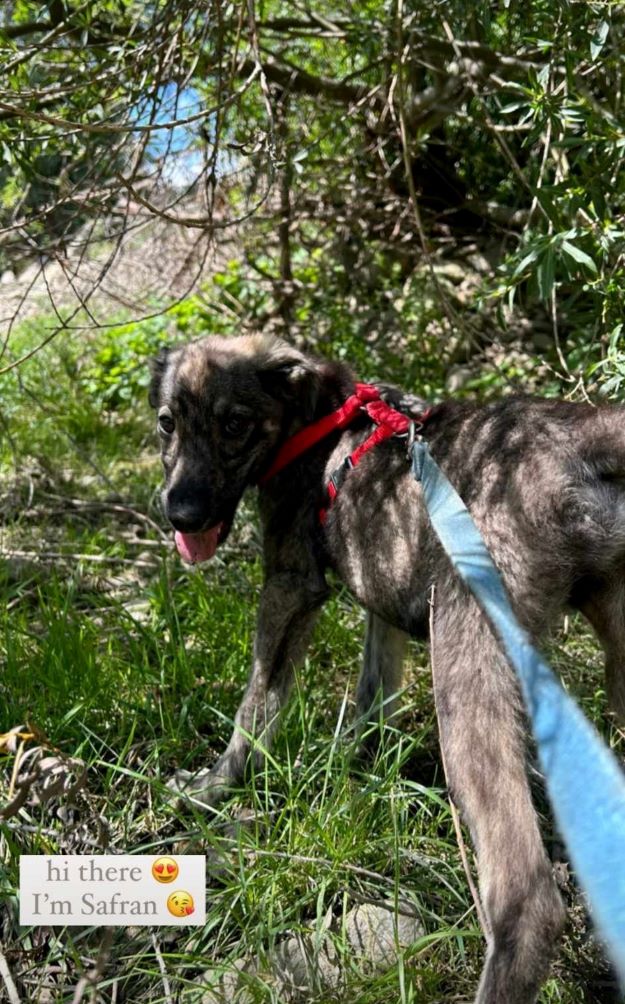 SAFRAN - Chiot mâle croisé de taille moyenne à l'âge adulte - Né environ en Mars 2023 - Refuge de Monica- Adopté par Clara-Louise en France ( département 69) 36262110