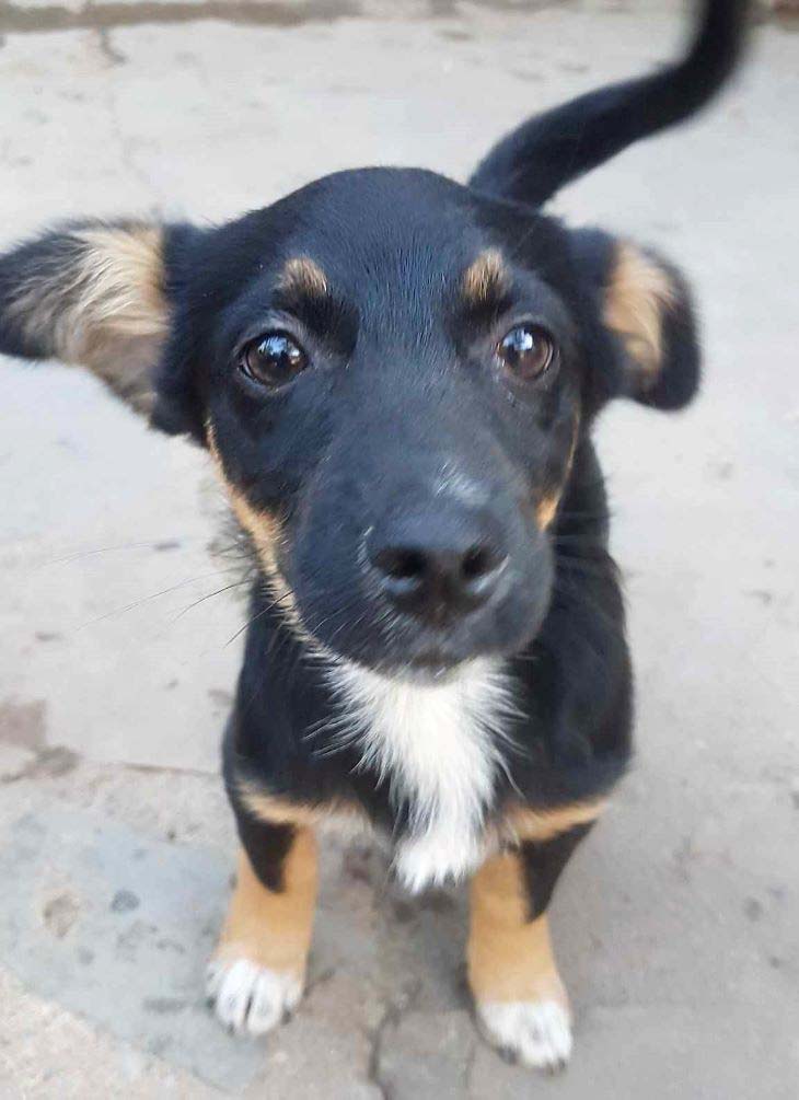 UZO (ex BRICE) - Chiot mâle croisé de petite taille à l'âge adulte - Né environ en Avril 2023 - Refuge de Monica - Adopté par Fanny en France (département 78) 36268310