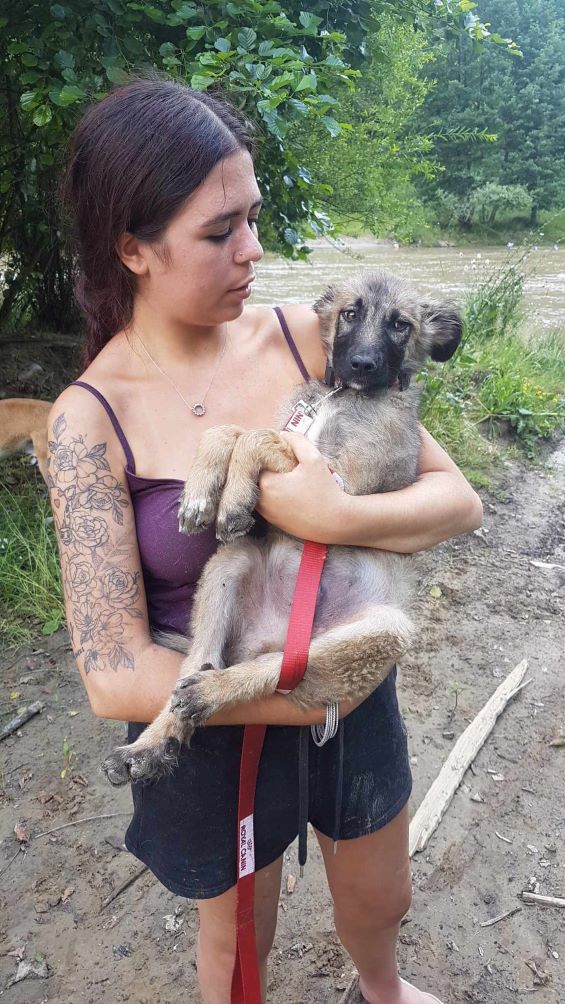 ROMEO - Chiot mâle croisé de taille moyenne à l'âge adulte - Né environ en Mars 2023 - Refuge de Monica - Réservé via une autre association 36293510