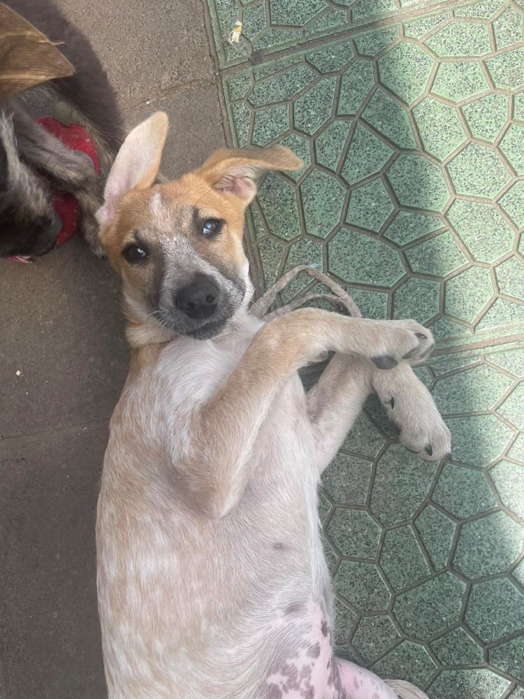 SOPHIE (Blanche) - Chiot femelle croisée de taille moyenne à l'âge adulte - Née environ en Mars 2023 - Refuge de Maya - Adoptée par Isabelle en Belgique  36387110