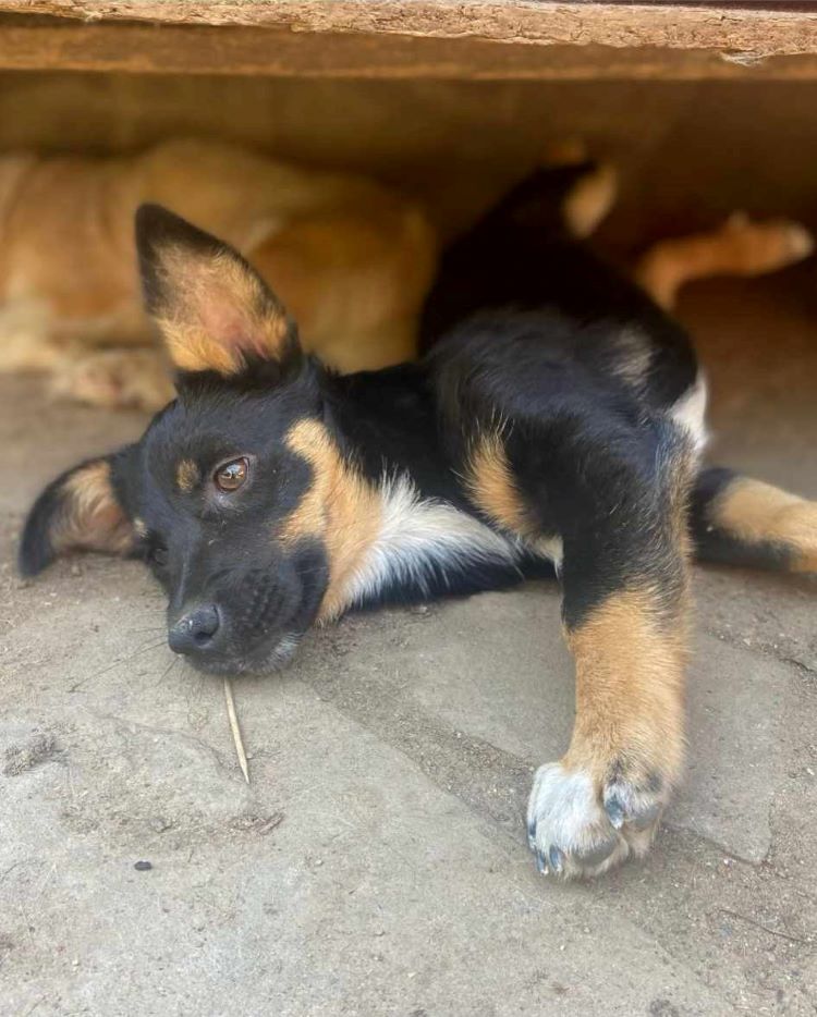 UZO (ex BRICE) - Chiot mâle croisé de petite taille à l'âge adulte - Né environ en Avril 2023 - Refuge de Monica - Adopté par Fanny en France (département 78) 36421410