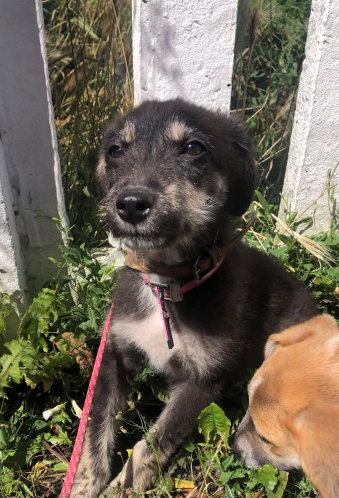 SIMONE (Paprika) - Chiot femelle croisée de taille moyenne à l'âge adulte - Née environ en Mars 2023 -  Refuge de Monica - Adoptée par Axelle en Belgique 36422910