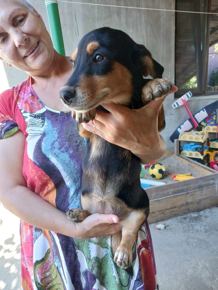 KALI (ex SIMONE) - Chiot femelle croisée de petite taille à l'âge adulte - Née environ en Avril 2023 - Adoptée par Philippe en Belgique  36444210