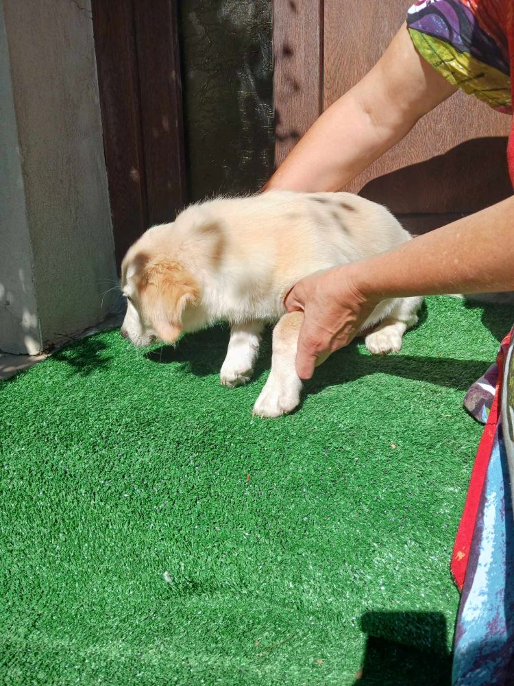 LOUIS - Chiot mâle croisé de petite taille à l'âge adulte - Né environ en Avril 2023 - Adopté par Isabelle en Belgique   36449210