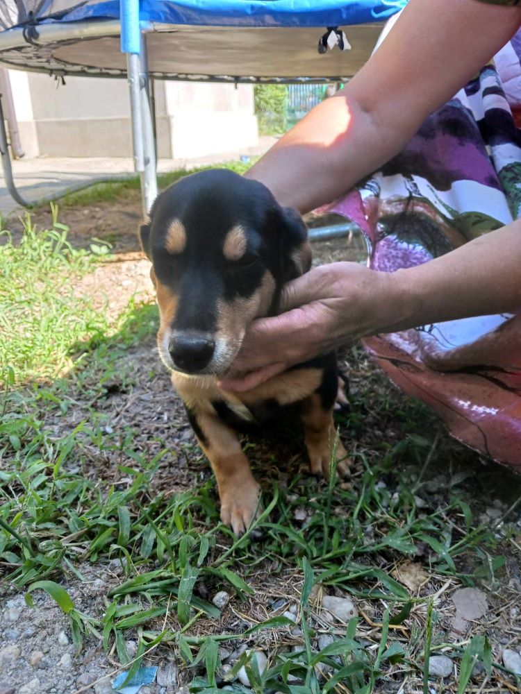 KALI (ex SIMONE) - Chiot femelle croisée de petite taille à l'âge adulte - Née environ en Avril 2023 - Adoptée par Philippe en Belgique  36453512