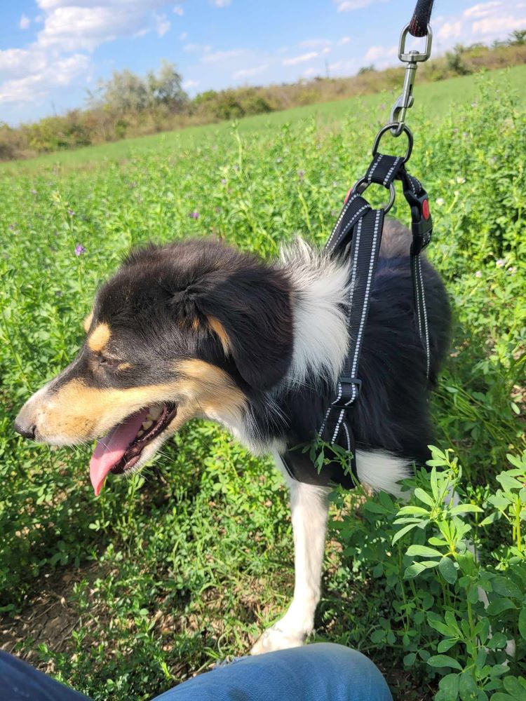 NEBBIU (ex BRIAN) - Mâle croisé de taille moyenne (15 kg) - Né environ en Juin 2022 - Adopté par Jeannine en France (département 06) 36538210