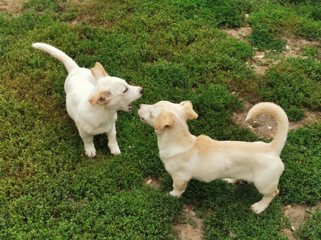 BILLY (ex JULES) -  Chiot mâle croisé de petite taille à l'âge adulte - Né environ en Avril 2023 - Adopté par Aurelie en France(département 28) 36600311