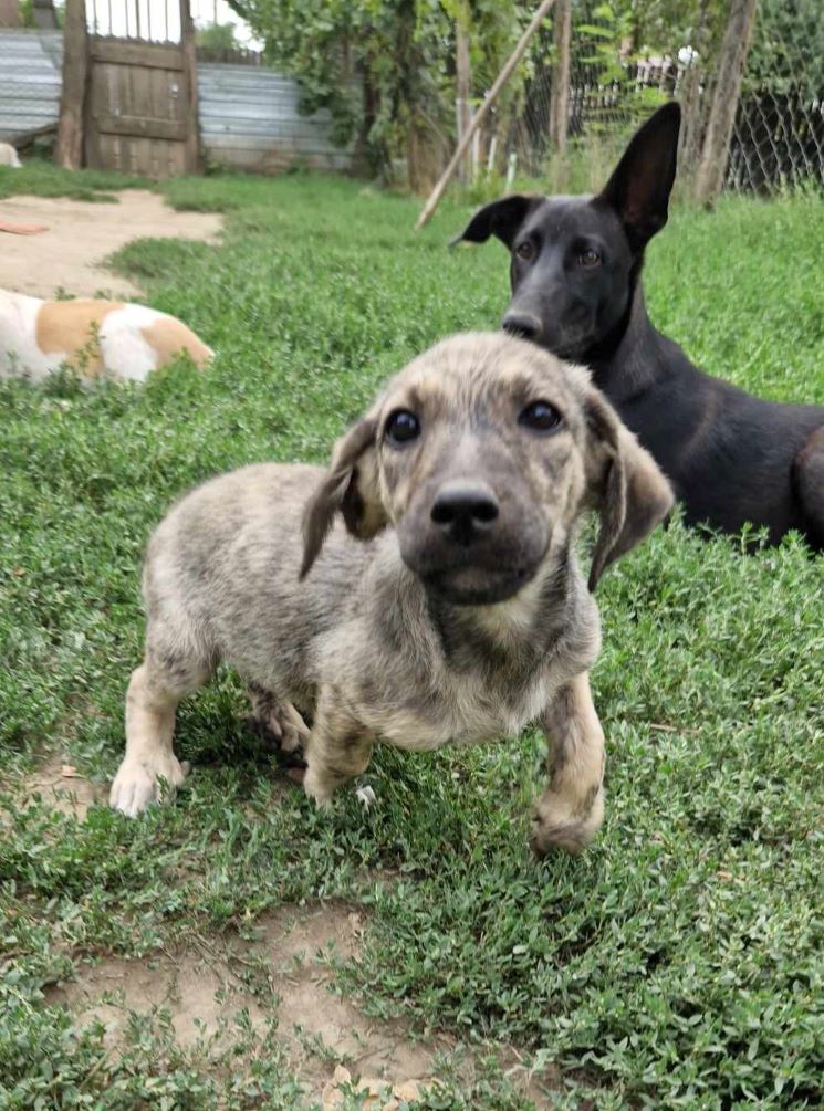 BABY - Chiot femelle croisée de petite taille à moyenne taille à l'âge adulte - Née environ en Mai 2023 - Refuge de Camelia- Adoptée par Alysson en Belgique  36636710