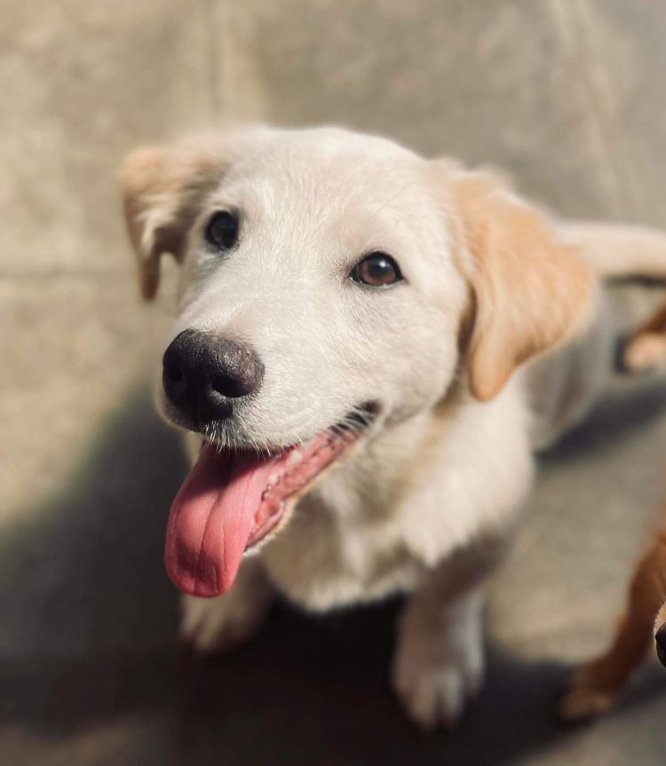 LOUIS - Chiot mâle croisé de petite taille à l'âge adulte - Né environ en Avril 2023 - Adopté par Isabelle en Belgique   36673610