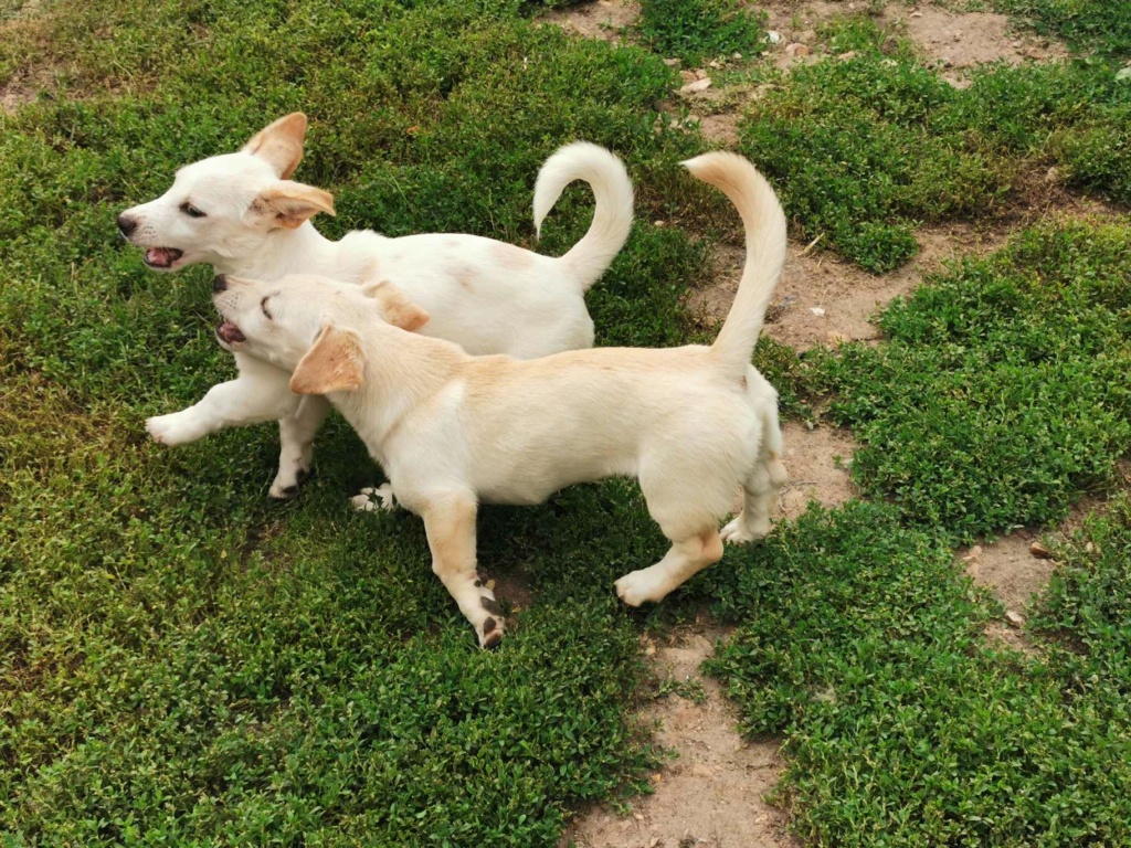 BILLY (ex JULES) -  Chiot mâle croisé de petite taille à l'âge adulte - Né environ en Avril 2023 - Adopté par Aurelie en France(département 28) 36676411