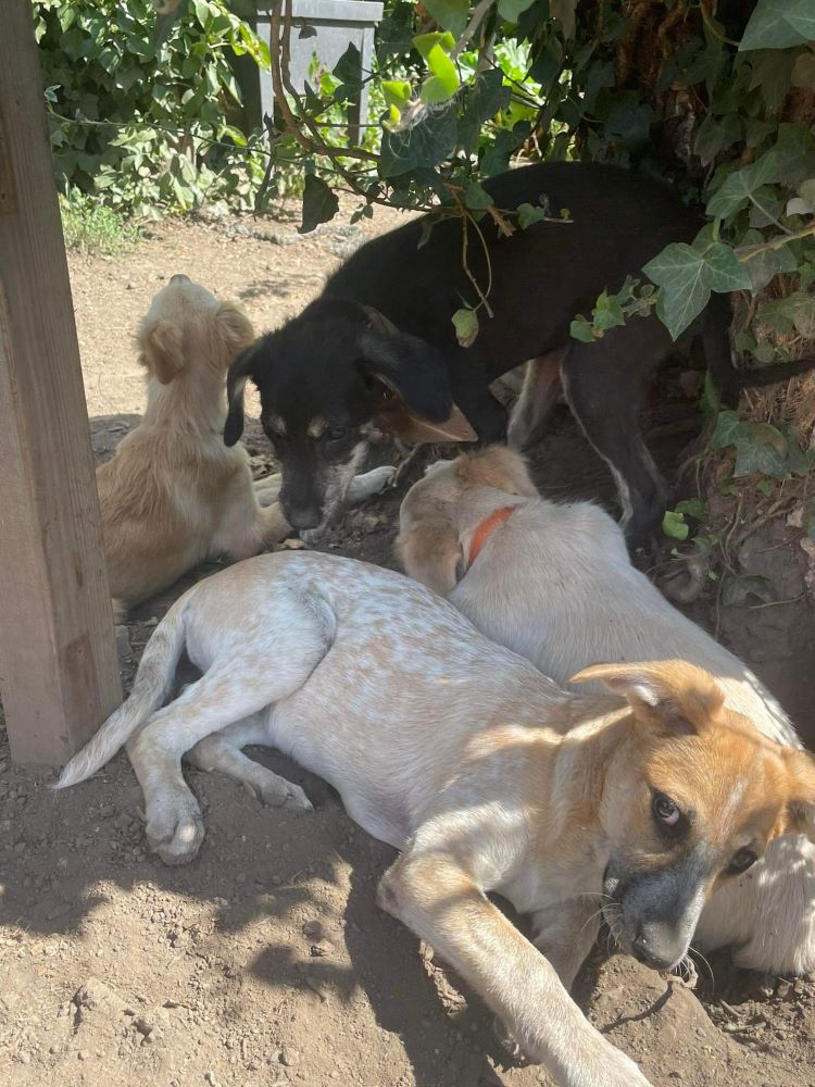 SIMONE (Paprika) - Chiot femelle croisée de taille moyenne à l'âge adulte - Née environ en Mars 2023 -  Refuge de Monica - Adoptée par Axelle en Belgique 36750410