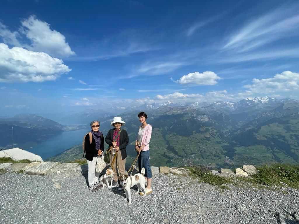 mercedes - MERCEDES - Chiot femelle croisée de taille moyenne à l'âge adulte - Née environ en Février 2023 - Refuge de Maya - En famille d'accueil chez Thomas en Suisse.  36766412