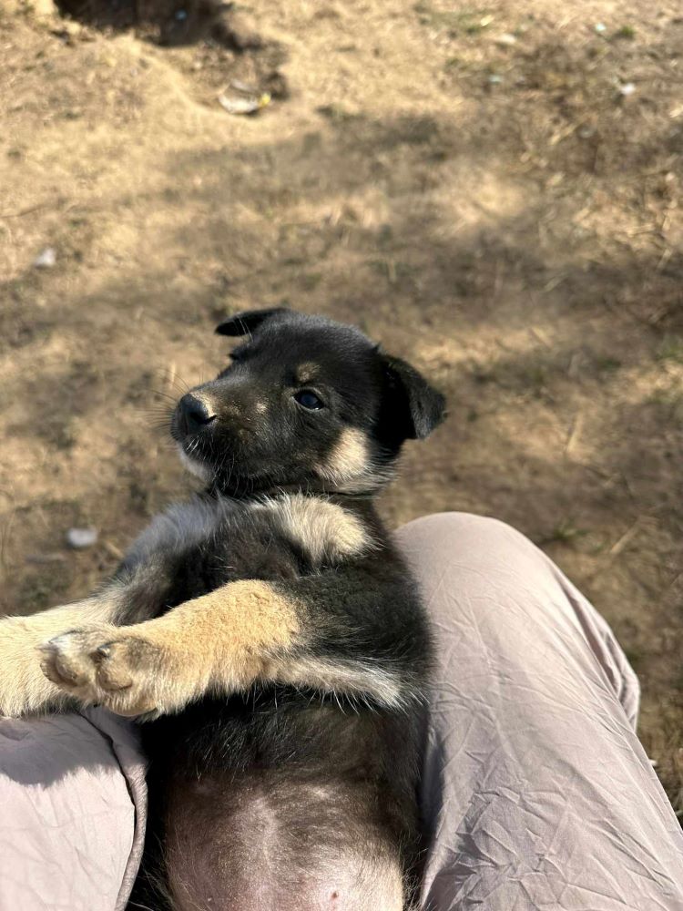 EBENE - Chiot femelle croisée de taille moyenne à l'âge adulte - Née environ en Juillet 2023 - Adoptée par Amélie en France (département 29) 36806711