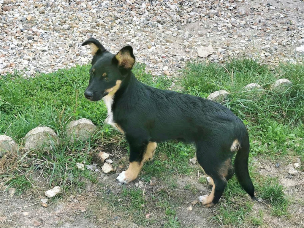 UZO (ex BRICE) - Chiot mâle croisé de petite taille à l'âge adulte - Né environ en Avril 2023 - Refuge de Monica - Adopté par Fanny en France (département 78) 36818710