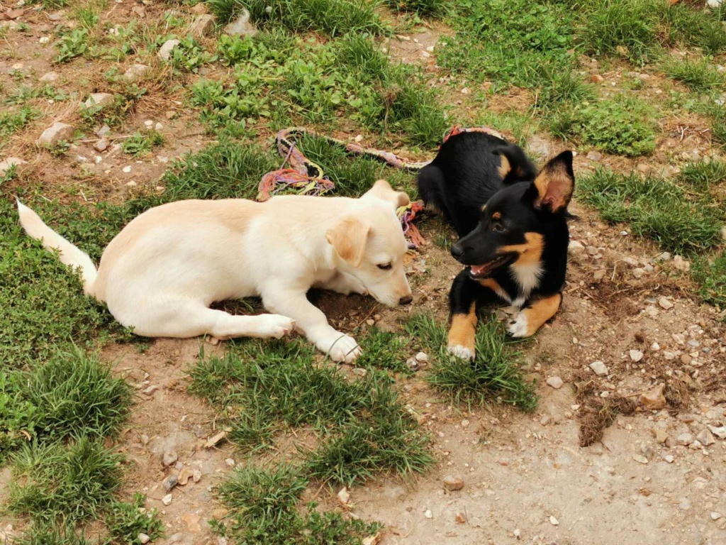 UZO (ex BRICE) - Chiot mâle croisé de petite taille à l'âge adulte - Né environ en Avril 2023 - Refuge de Monica - Adopté par Fanny en France (département 78) 36830010