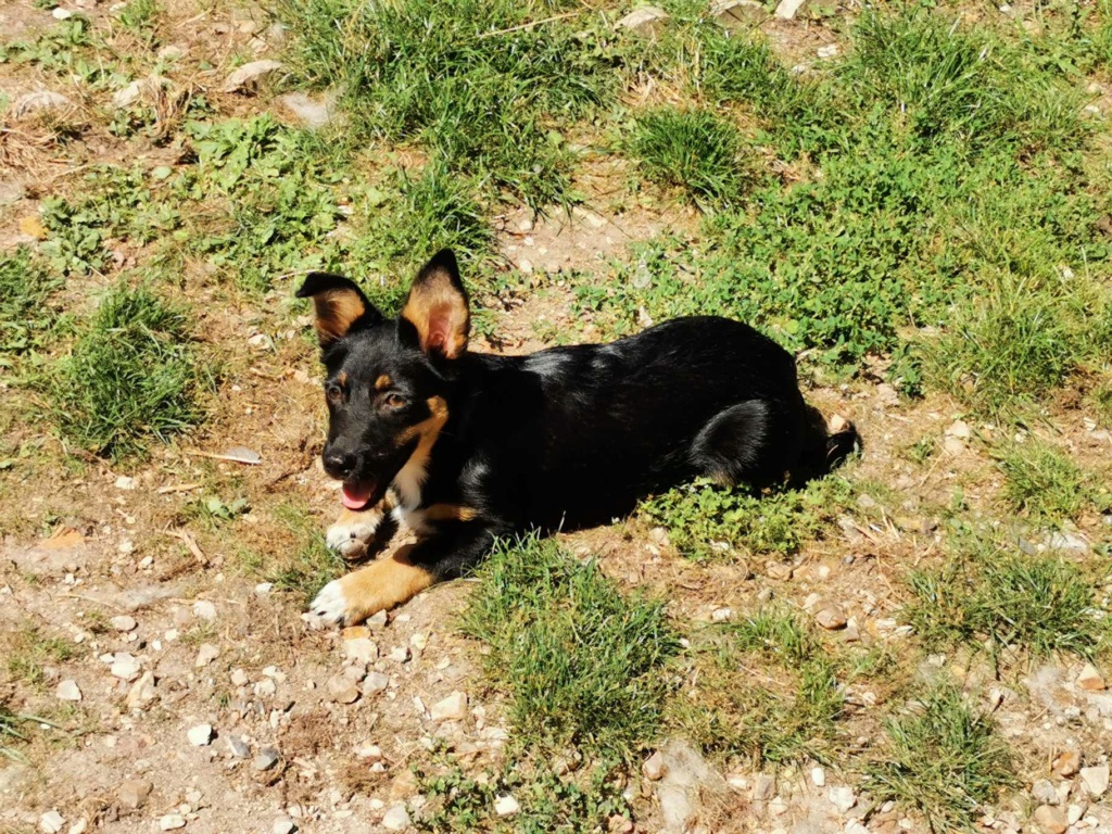 UZO (ex BRICE) - Chiot mâle croisé de petite taille à l'âge adulte - Né environ en Avril 2023 - Refuge de Monica - Adopté par Fanny en France (département 78) 36839310