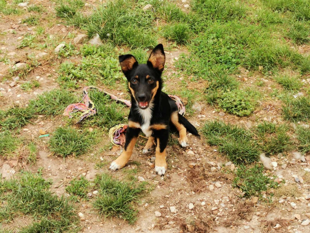 UZO (ex BRICE) - Chiot mâle croisé de petite taille à l'âge adulte - Né environ en Avril 2023 - Refuge de Monica - Adopté par Fanny en France (département 78) 36839610