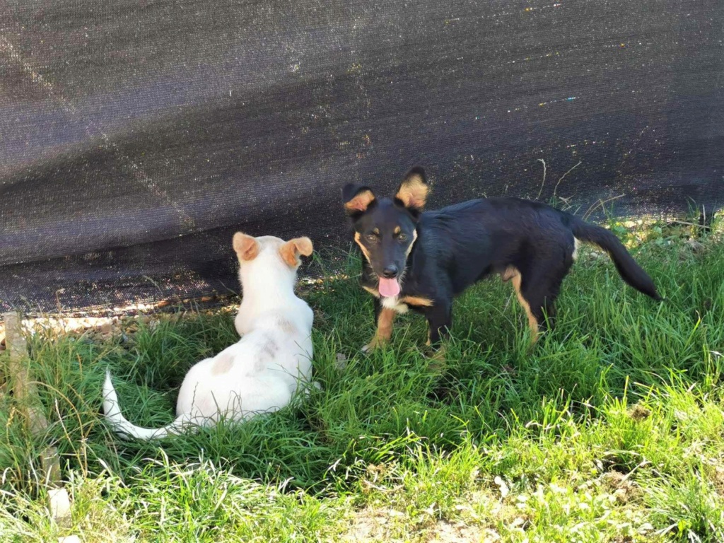 UZO (ex BRICE) - Chiot mâle croisé de petite taille à l'âge adulte - Né environ en Avril 2023 - Refuge de Monica - Adopté par Fanny en France (département 78) 36845110