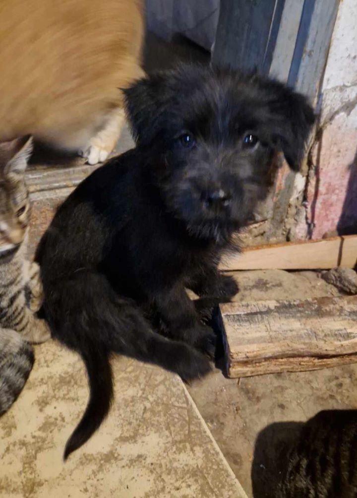 ILIO (ex GLOBULE) - Chiot mâle croisé de petite taille à l'âge adulte - Né environ en Août 2023 - Refuge de Camelia - Adopté par Caroline en Suisse  36851716