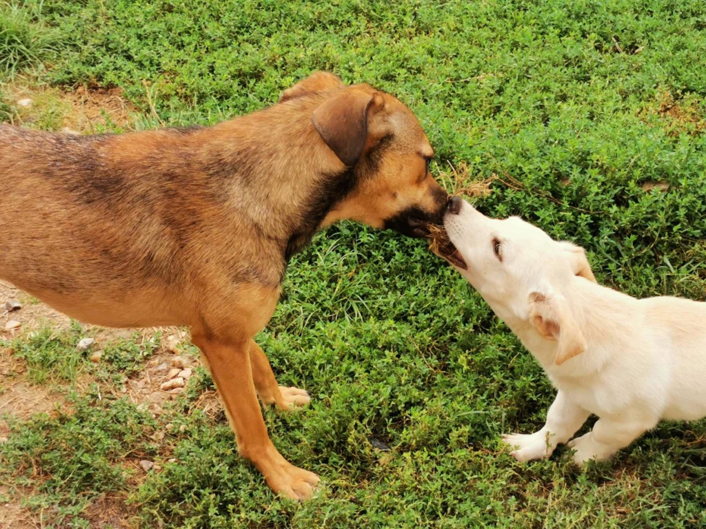 BILLY (ex JULES) -  Chiot mâle croisé de petite taille à l'âge adulte - Né environ en Avril 2023 - Adopté par Aurelie en France(département 28) 36855614