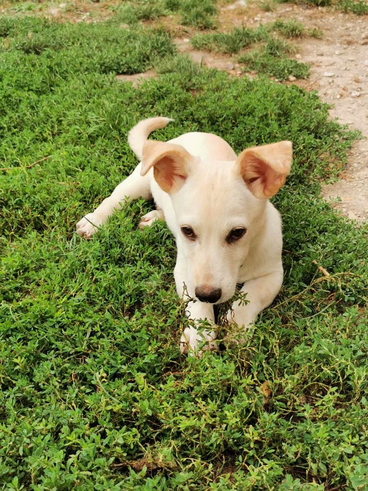 BILLY (ex JULES) -  Chiot mâle croisé de petite taille à l'âge adulte - Né environ en Avril 2023 - Adopté par Aurelie en France(département 28) 36856110