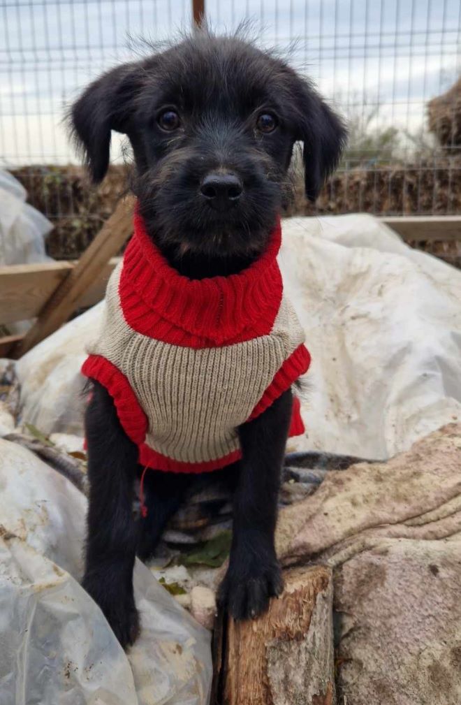 POPPY (ex LIBELLULE) - Chiot femelle croisée de petite taille à l'âge adulte - Née environ en Août 2023 - Refuge de Camelia - Adoptée par Pauline en Belgique  36874011