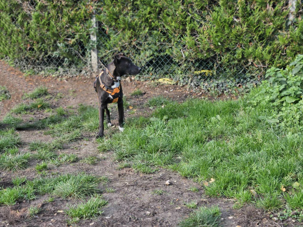 TOKYO - Chiot mâle croisé de taille moyenne à l'âge adulte - Né environ en Avril 2023 - Refuge de Monica - En famille d'accueil chez Nelly en France (dpt 28) 36905210