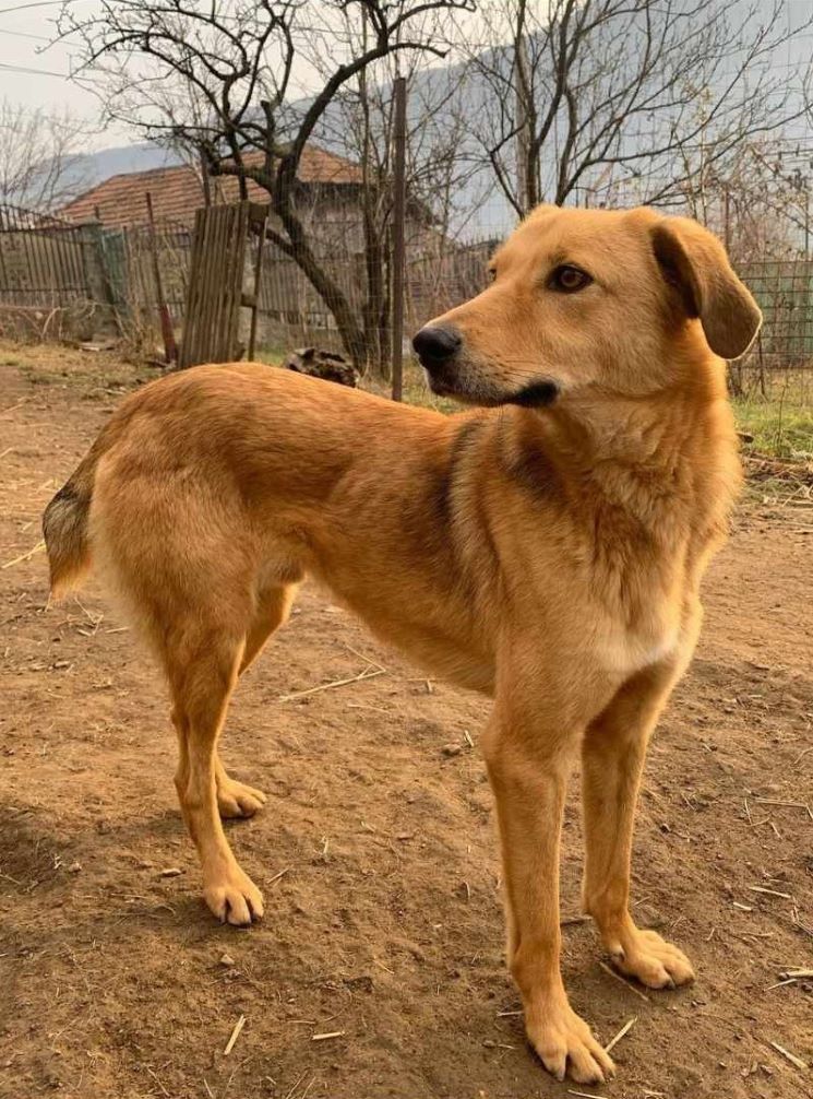 MARLEY - Mâle croisé de taille moyenne - Né environ en 2020 - Refuge de Monica 36971710