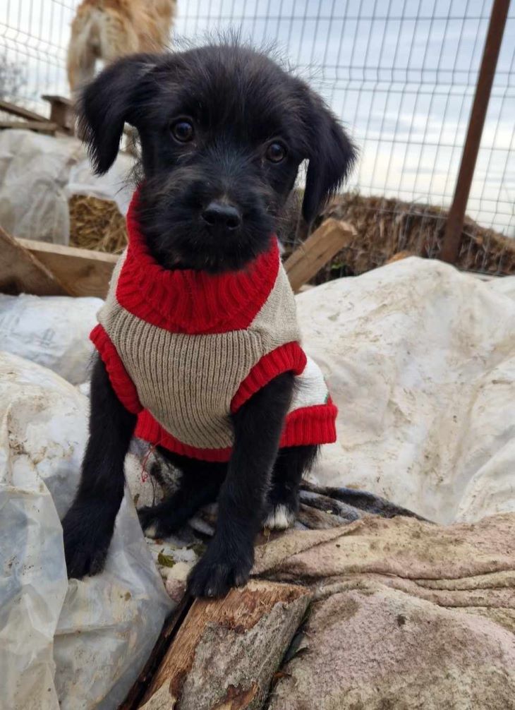 POPPY (ex LIBELLULE) - Chiot femelle croisée de petite taille à l'âge adulte - Née environ en Août 2023 - Refuge de Camelia - Adoptée par Pauline en Belgique  37005710