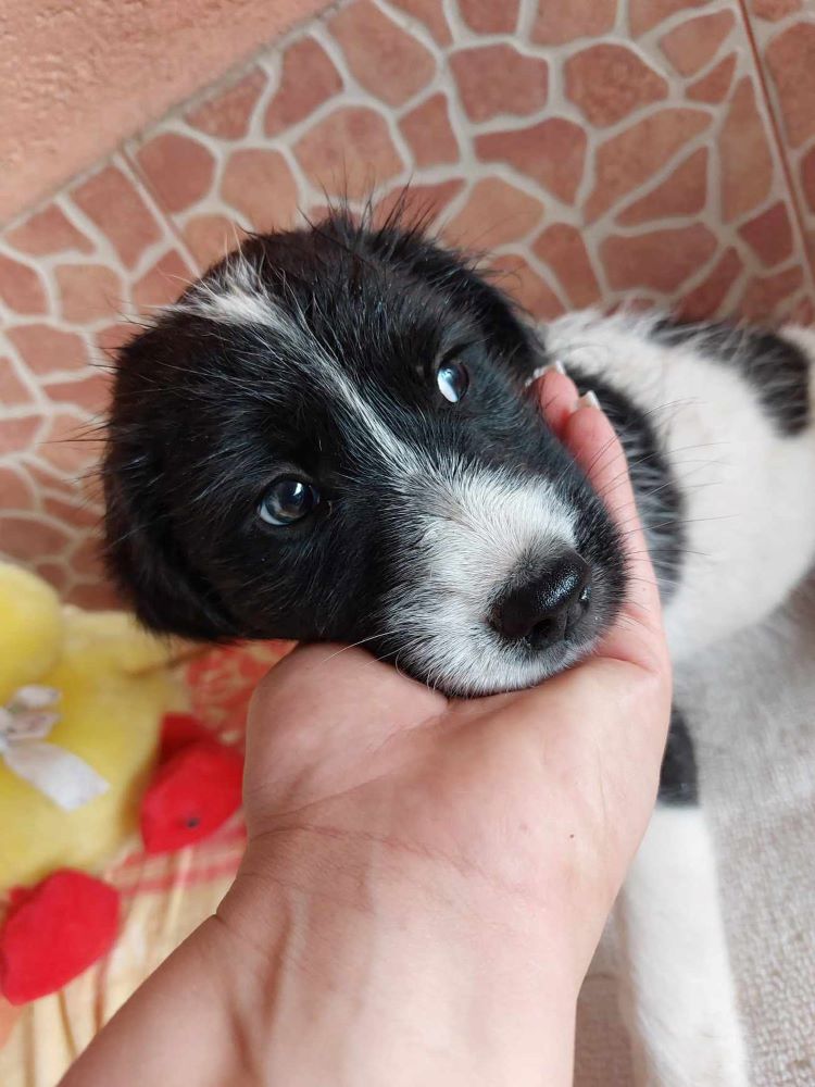 PETE - Chiot mâle croisé de taille moyenne à l'âge adulte - Né environ en Août 2023 - Adopté en Angleterre 37007210