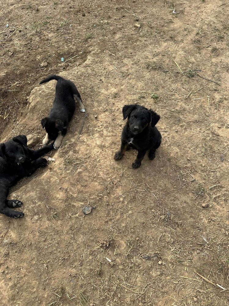 PAMINA - Chiot femelle croisée de taille à moyenne à l'âge adulte - Née environ en Juillet 2023 - Refuge de Luminita 37007213