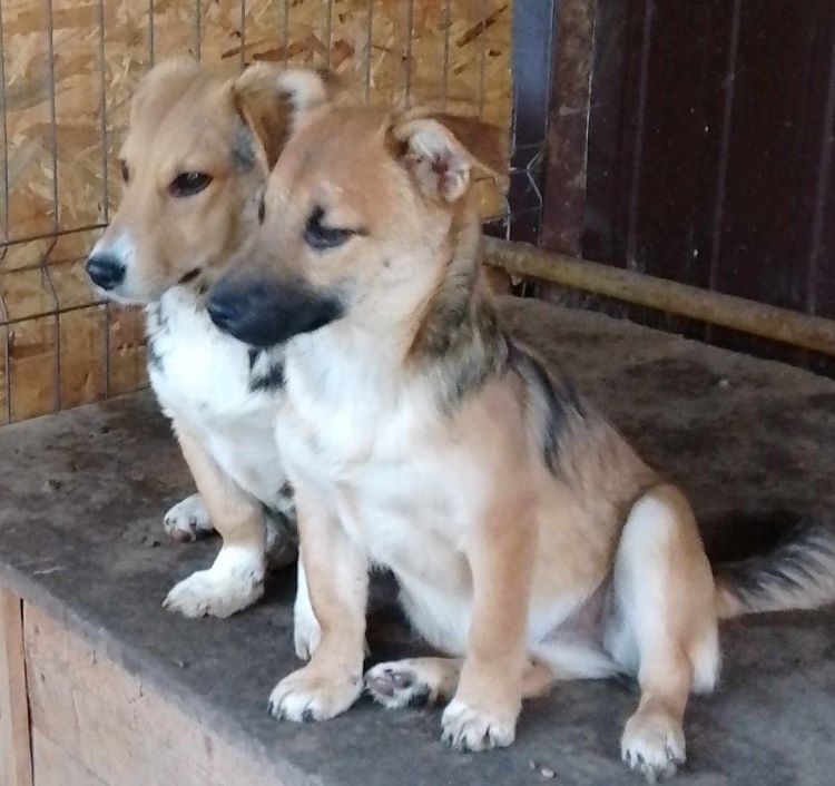 OLGA (ex AUTUMN) - Chiot femelle croisée de taille petite à moyenne à l'âge adulte - Née environ en Mai 2023 - Adoptée par Florence en France (département 78) 37022111