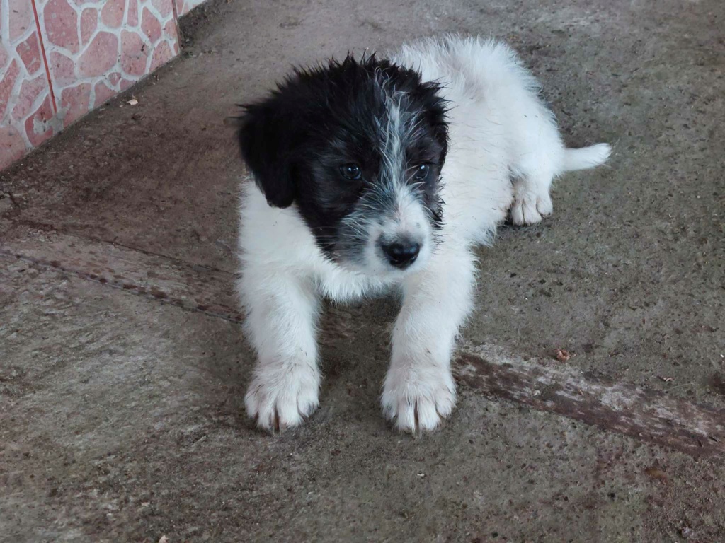 PEPO - Chiot mâle croisé de taille moyenne à l'âge adulte - Né environ en Août 2023 - Adopté en Angleterre 37025310