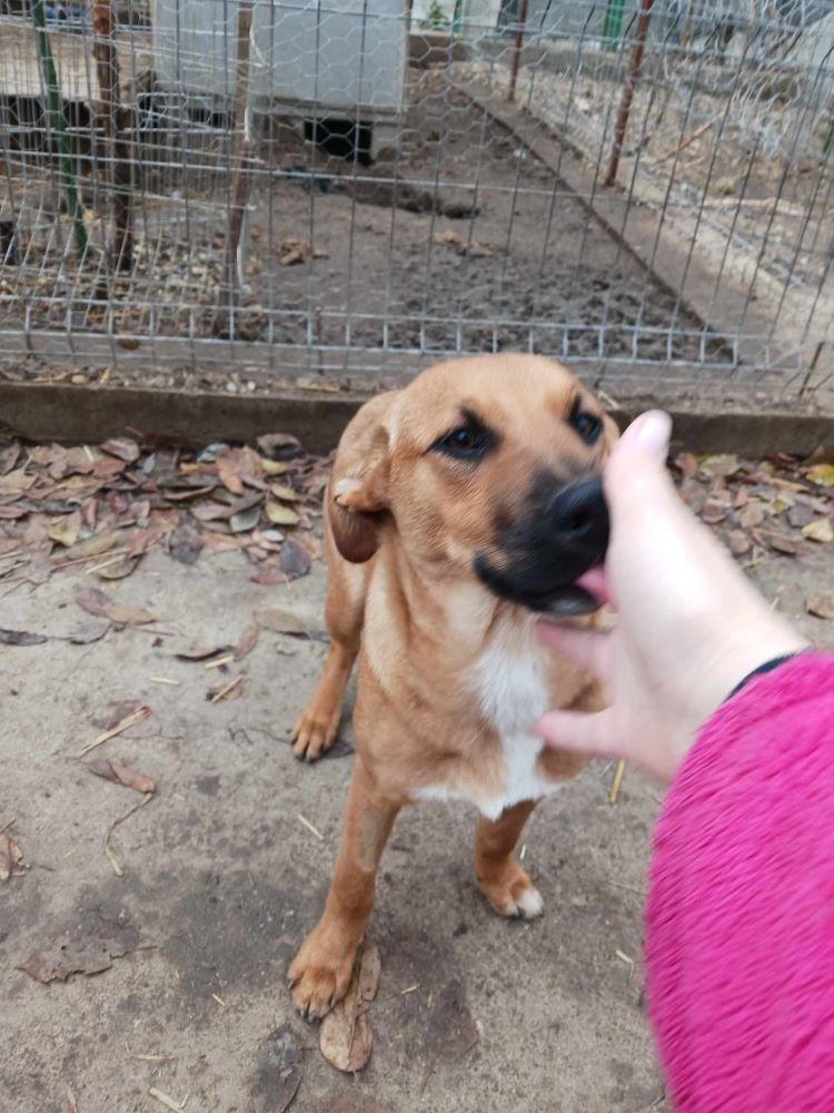 MUESLI - Chiot mâle croisé de taille petite à moyenne à l'âge adulte - Née environ en Mai 2023 - Pris en charge par une autre association en France  37032511