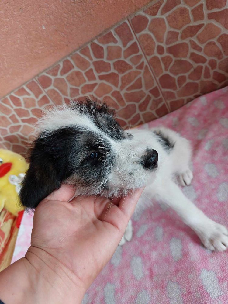 PATTY - Chiot femelle croisée de taille moyenne à l'âge adulte - Née environ en Août 2023 - Adoptée en Angleterre 37033110