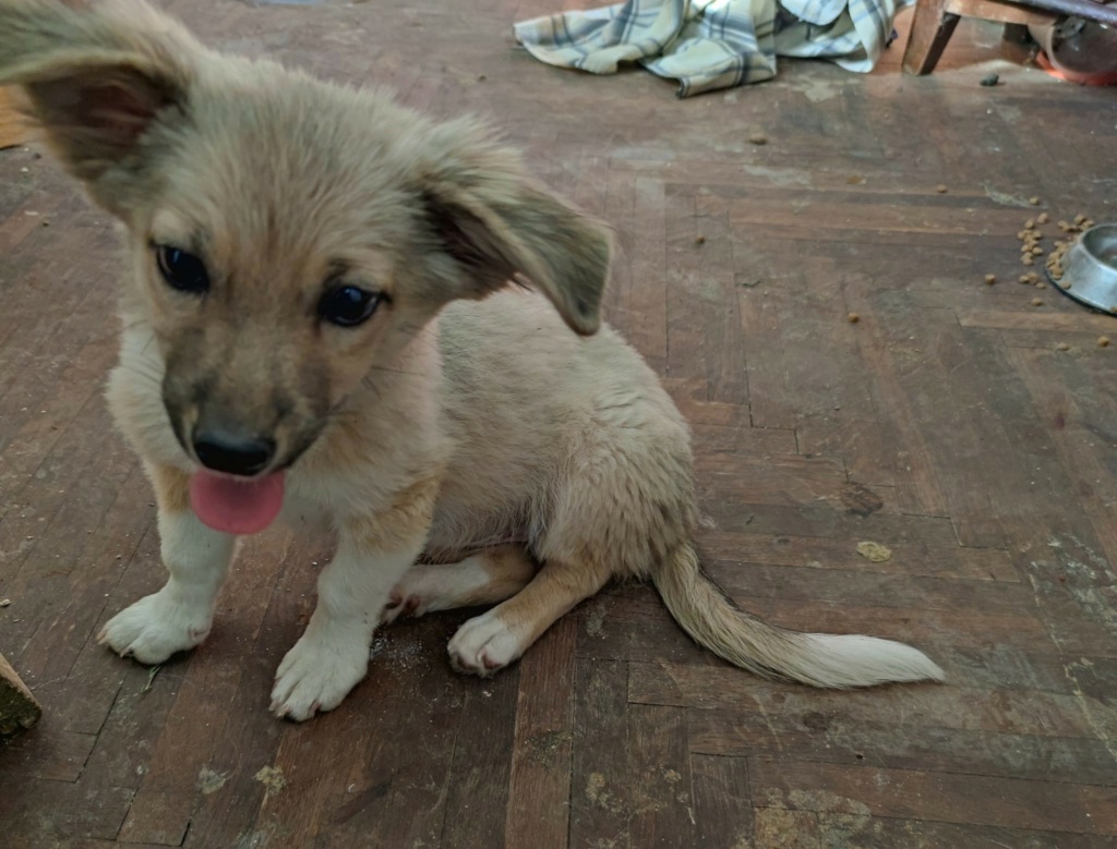 POLLY - Chiot femelle croisée de taille petite à moyenne à l'âge adulte - Née environ en Mai 2023- Réservée à l'adoption par Manuela en France ( département 78) 37133611