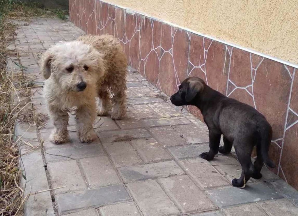 SUNNY (ex BIBI) - Femelle croisée Bichon de petite taille (7 kg) - Née en 2021- Sourde - Adoptée par Thu-Trang en France (département 93)  37146310