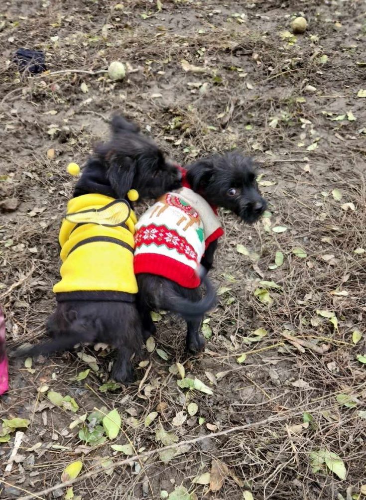 POPPY (ex LIBELLULE) - Chiot femelle croisée de petite taille à l'âge adulte - Née environ en Août 2023 - Refuge de Camelia - Adoptée par Pauline en Belgique  37149411