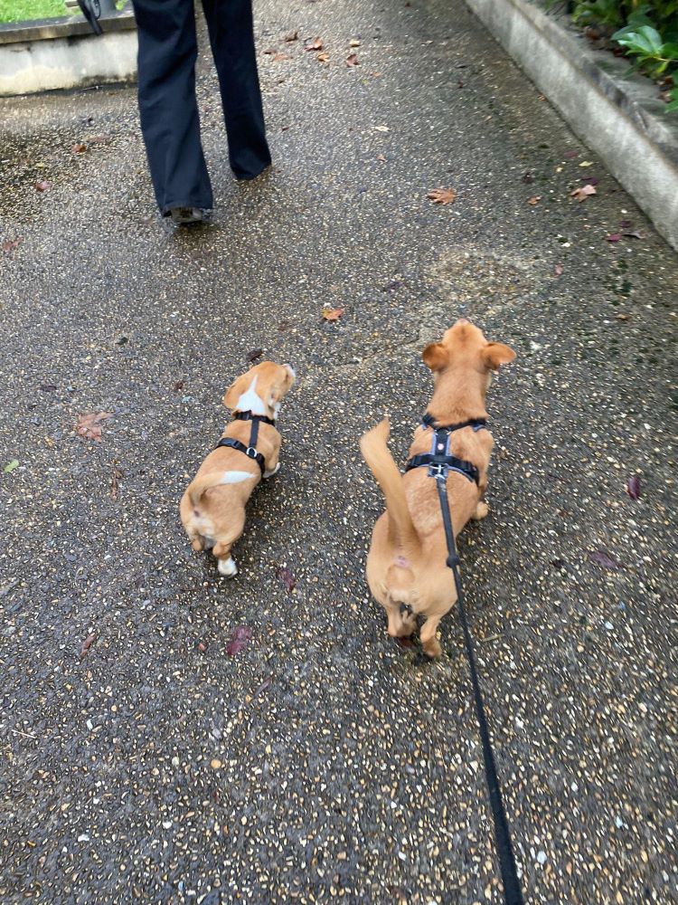 LOKI (ex CROUSTILLON) - Chiot mâle croisé de petite taille à l'âge adulte - Né environ en Juillet 2023 - Adopté par Lucien en France (département 77) 37150912