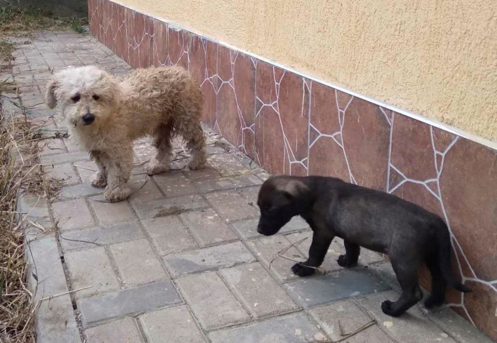 SUNNY (ex BIBI) - Femelle croisée Bichon de petite taille (7 kg) - Née en 2021- Sourde - Adoptée par Thu-Trang en France (département 93)  37151410