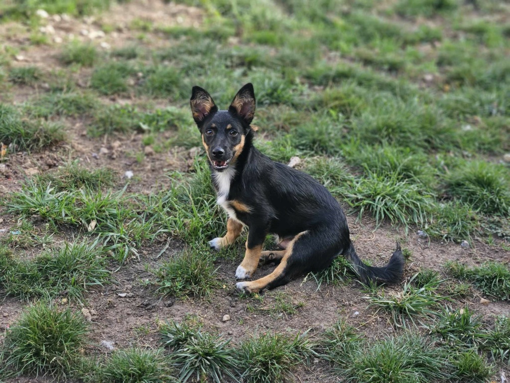 UZO (ex BRICE) - Chiot mâle croisé de petite taille à l'âge adulte - Né environ en Avril 2023 - Refuge de Monica - Adopté par Fanny en France (département 78) 37340910