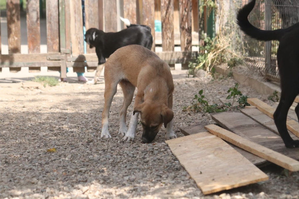 JOY (BECHAMEL) - Chiot femelle croisée de taille moyenne à l'âge adulte - Née environ en Avril 2023 - Adoptée par Gérald en Belgique  37345910