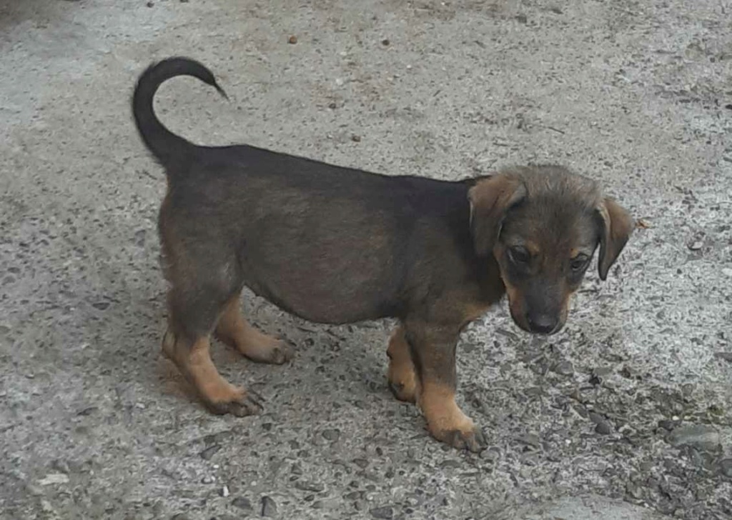 RORY (ex ROSE - Livia) - Chiot femelle croisée de taille moyenne à l'âge adulte - Née environ en Juin 2023 - Prise en charge par une autre association  37348211