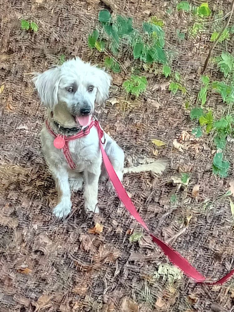 MELO - Femelle croisée de petite taille (7 kg) - Née environ en 2019 - Refuge de Monica - Adoptée par Marie Jeanne en Belgique  37348810