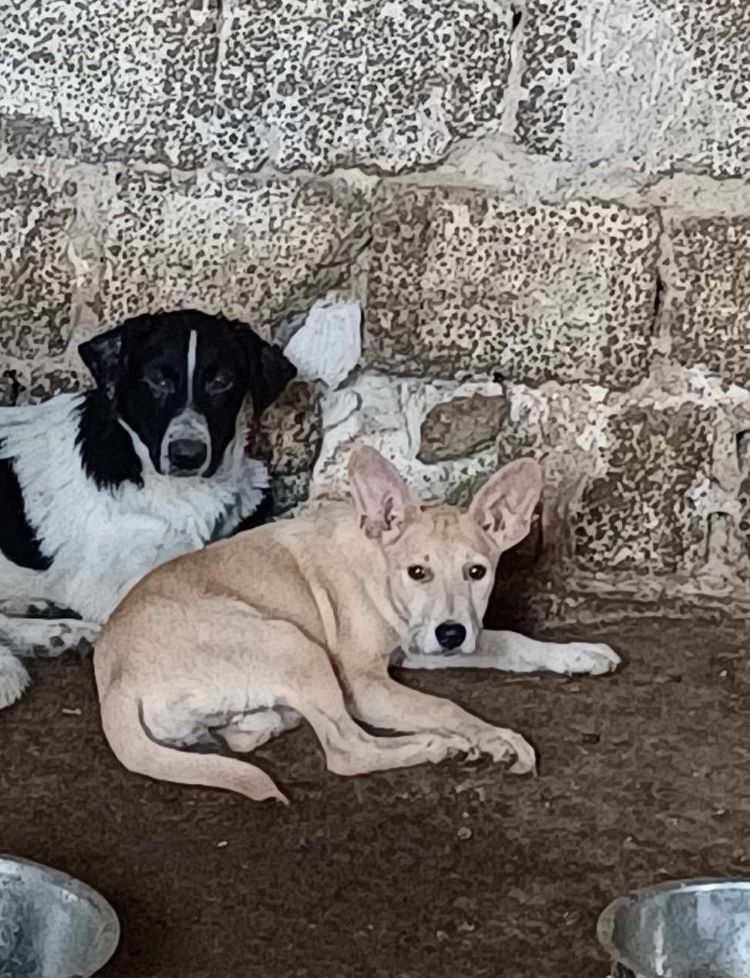 ELSA - Chiot femelle croisée de taille moyenne à l'âge adulte - Née environ en Avril 2023 - Refuge de Maya - Adoptée par Nathalie en Belgique  37349011