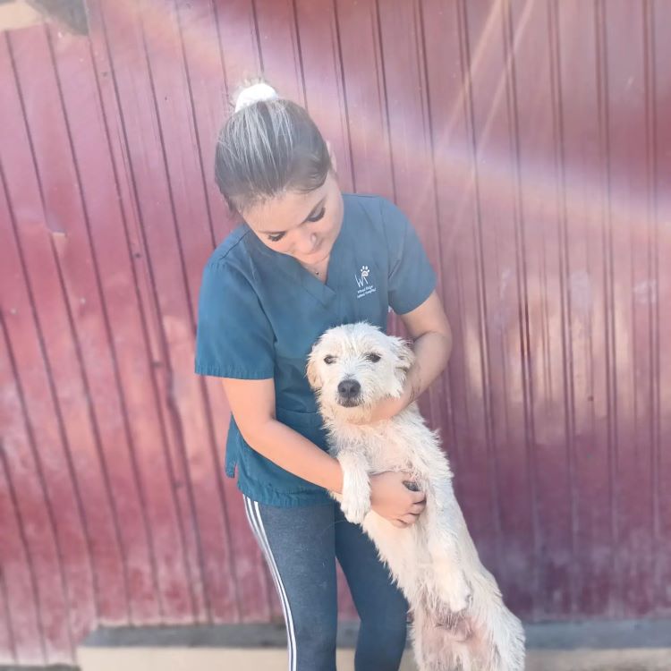 BLANCO - Mâle croisé de taille moyenne (15 kg) - Né environ en Février 2022 - Refuge de Oana- Réservé à l'adoption par Melody en France( département 46) 37477611