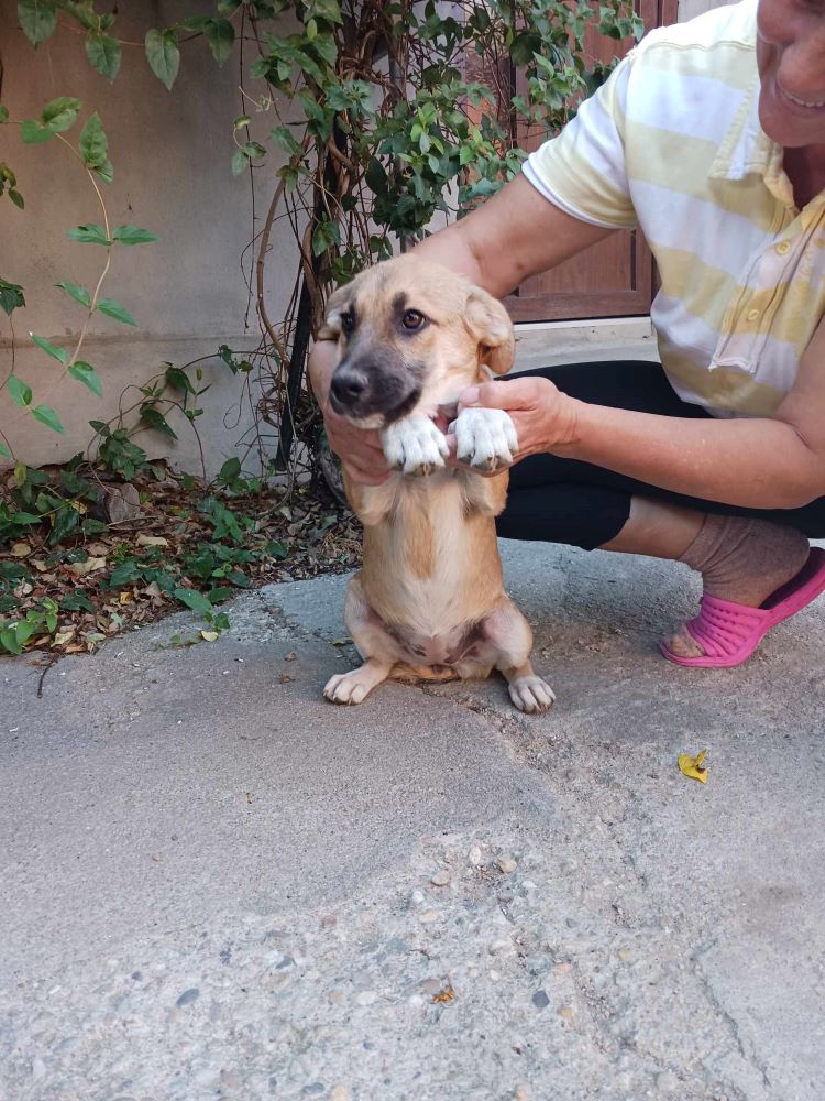 BELLE (ex ANDALOUSE) - Chiot femelle croisée de taille moyenne à l'âge adulte - Née environ en Avril 2023 - Adoptée par Tatiana en Belgique  37569312