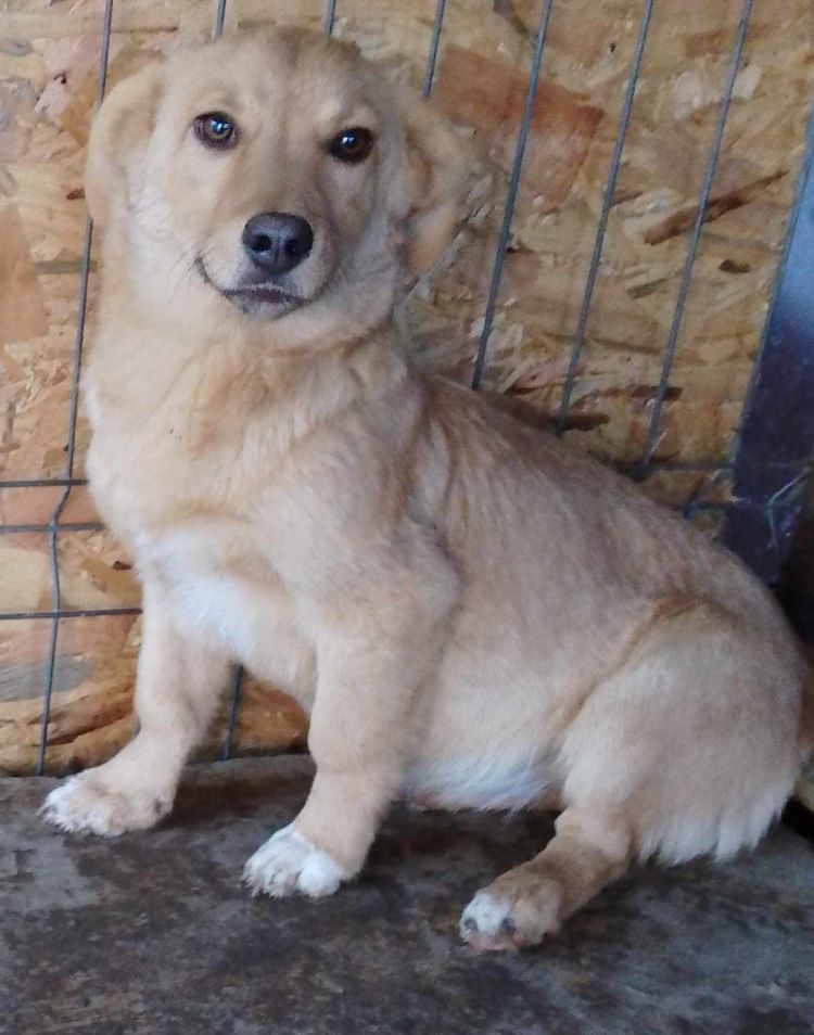 PRALINE (ex SPRING) - Chiot femelle croisée de taille petite à moyenne à l'âge adulte - Née environ en Mai 2023 - Adoptée par Audrey et Damien en France en France (dpt 28) 37727610