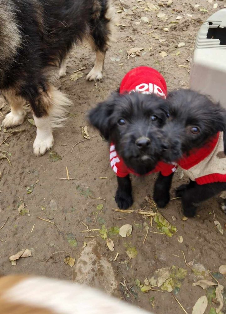 POPPY (ex LIBELLULE) - Chiot femelle croisée de petite taille à l'âge adulte - Née environ en Août 2023 - Refuge de Camelia - Adoptée par Pauline en Belgique  37731110